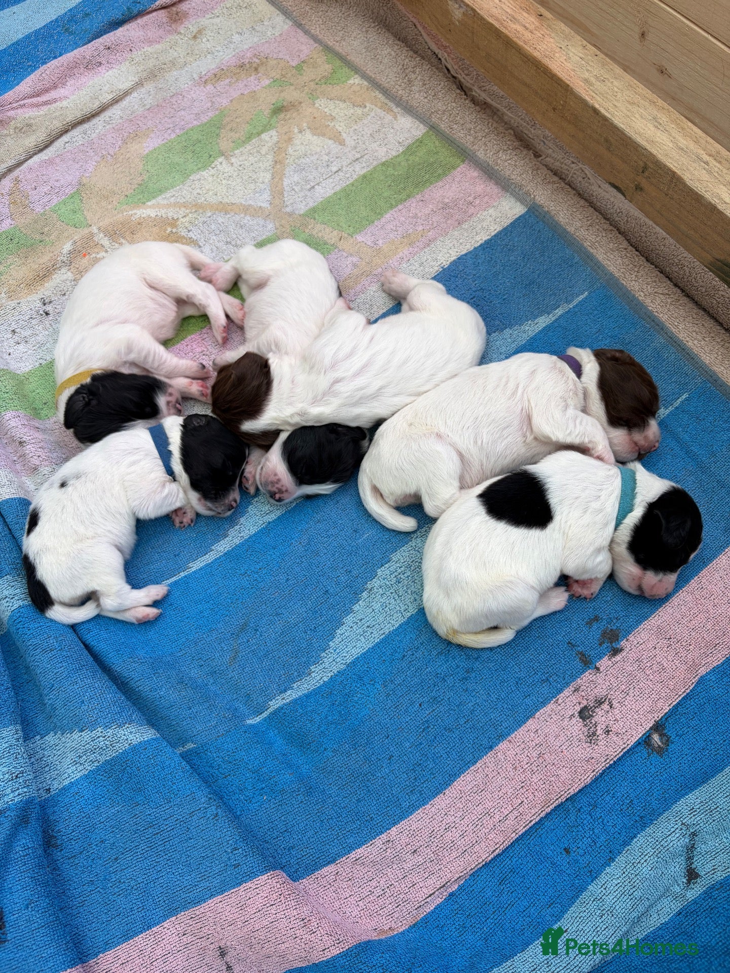 English Springer Spaniel dogs Springer spaniel puppies for sale  - Advert 6