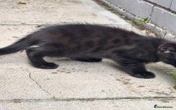 Savannah cats for sale: Savannah Kittens - Image 15