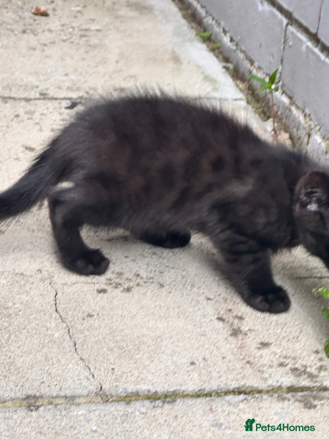 Savannah cats for sale: Savannah Kittens - Image 15