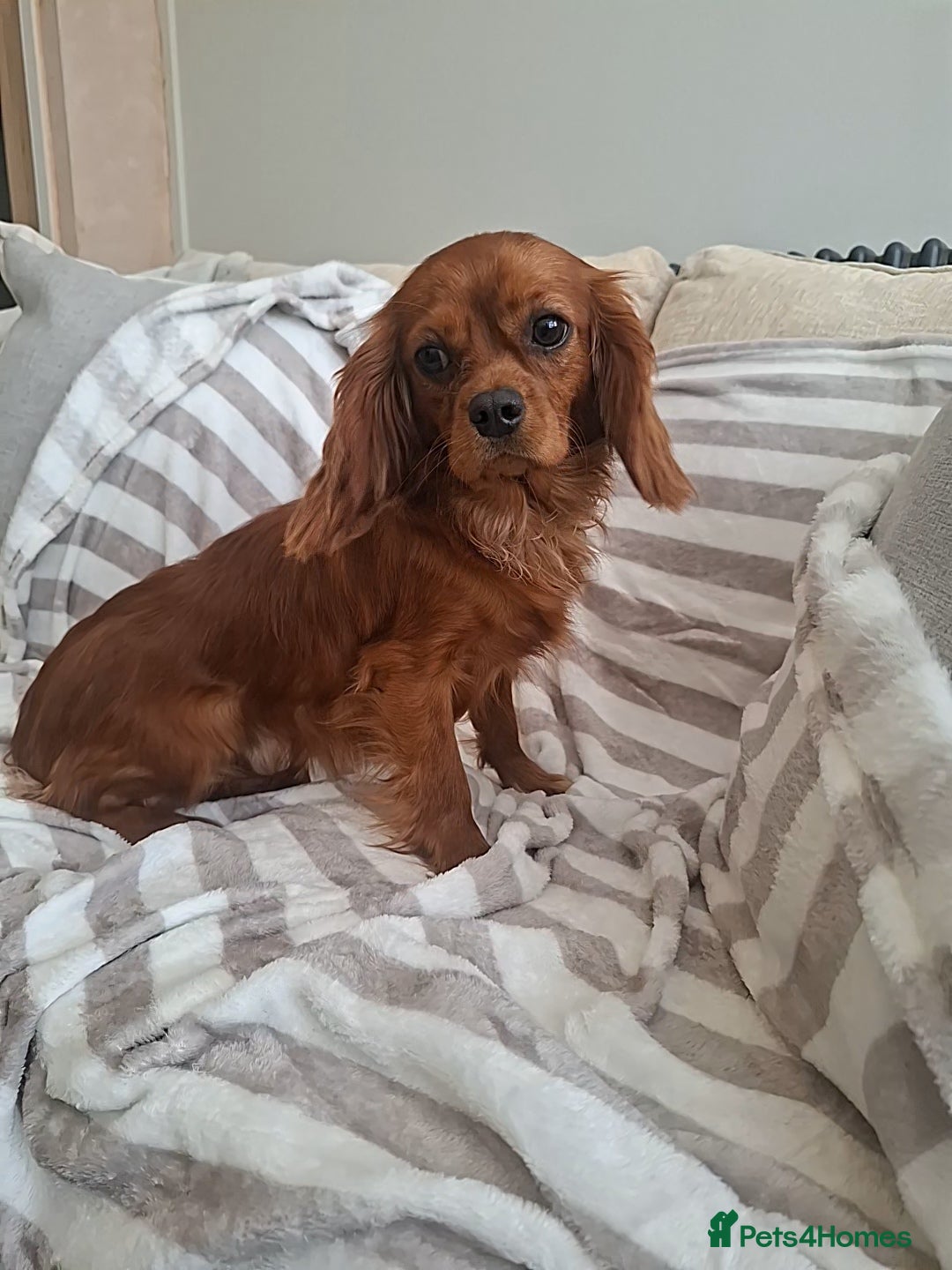 Cavalier King Charles Spaniel dogs 9 month old females kc health tested parents  - Advert 12