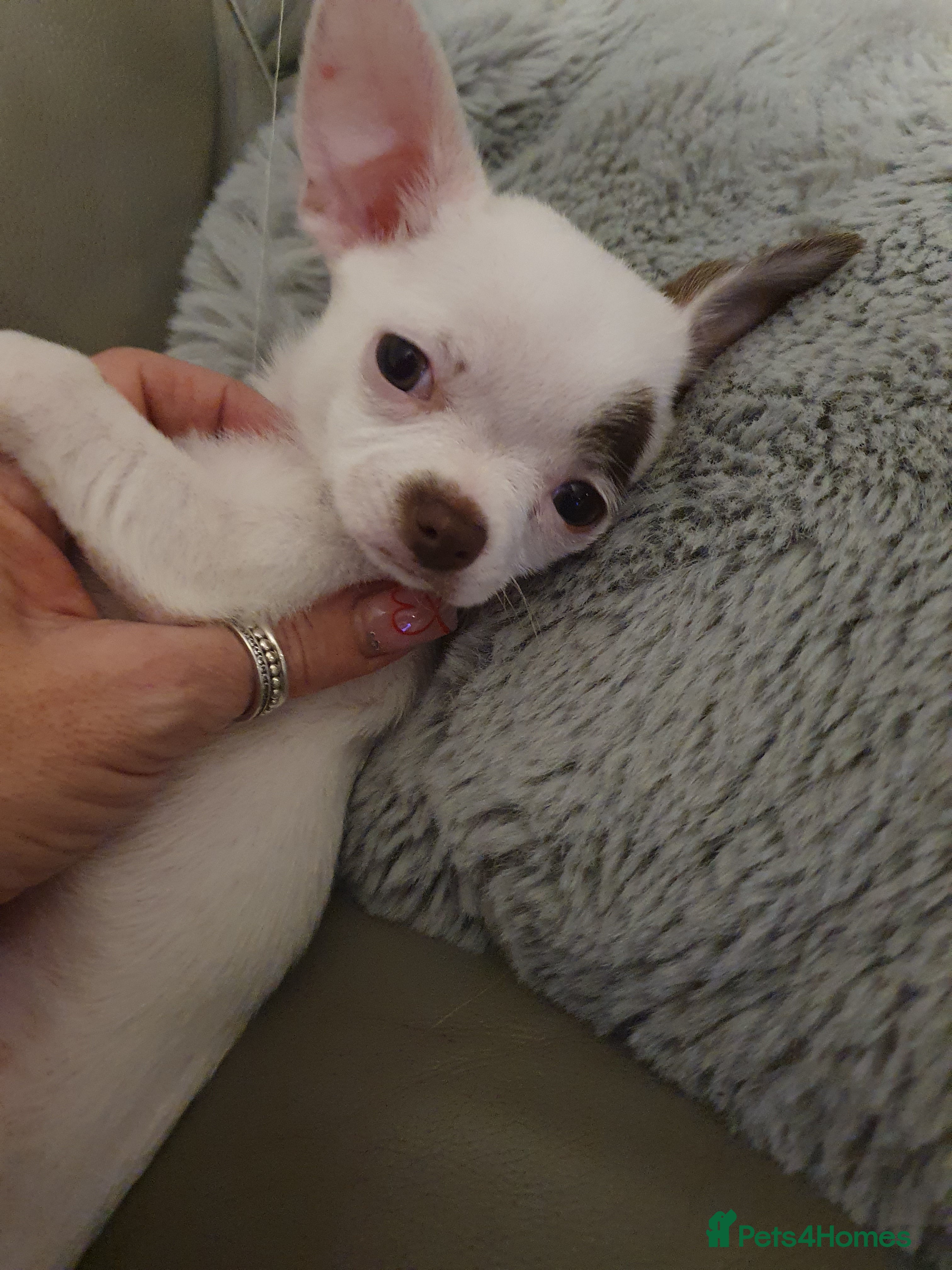 Chihuahua dogs Xx **  chihuahuas READY NOW.. - Advert 8