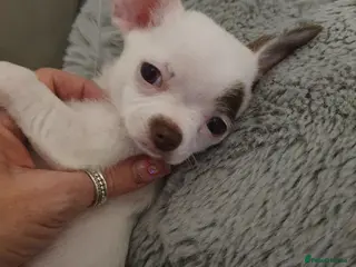 Chihuahua dogs Xx ** chihuahuas READY NOW.. - Advert 8