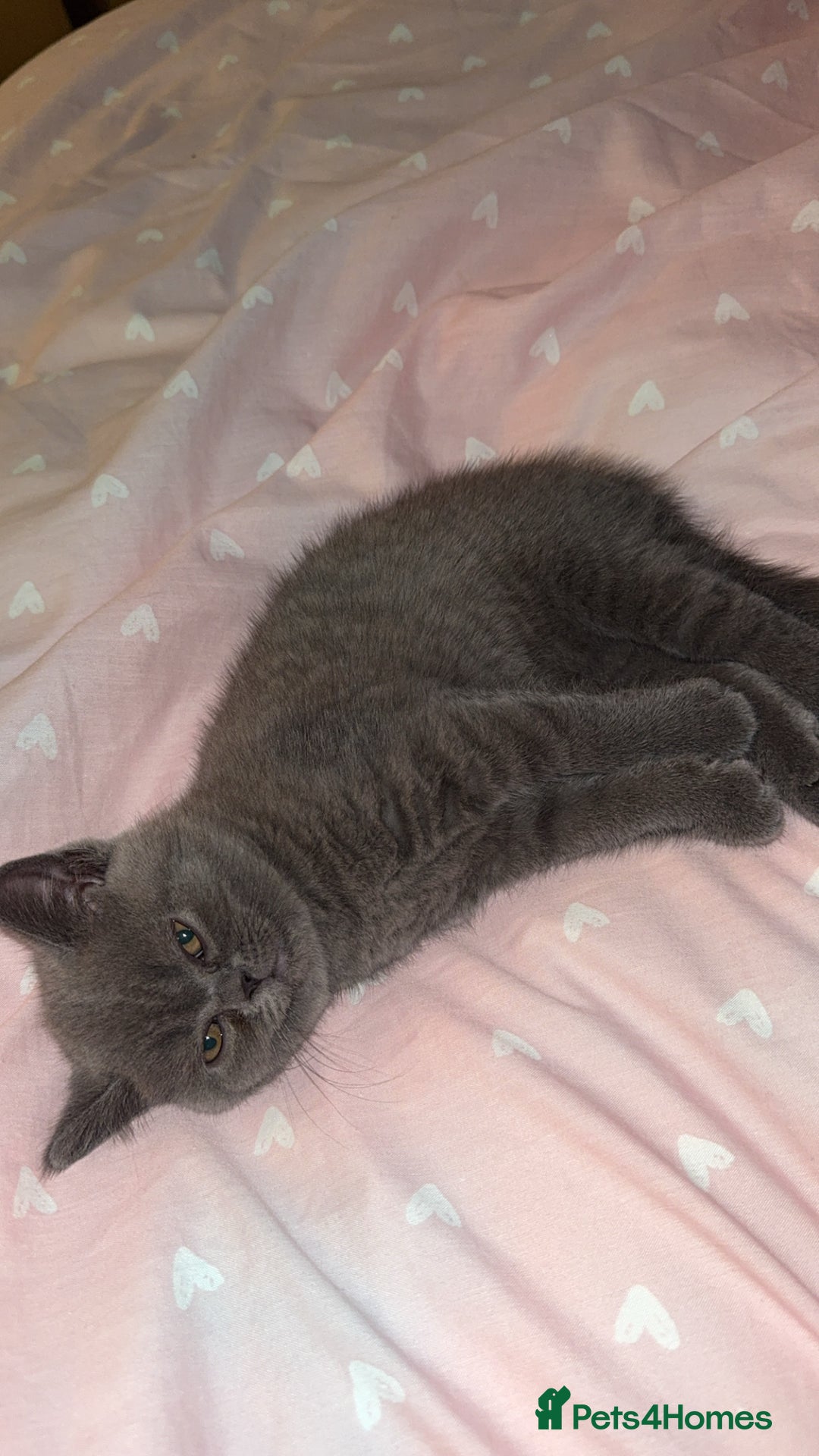British Shorthair cats for sale: Beautiful British shorthair girl  - Advert 4