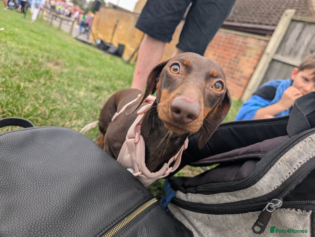 Miniature Dachshund dogs for sale: Female dachshund 2 years old  - Image 6