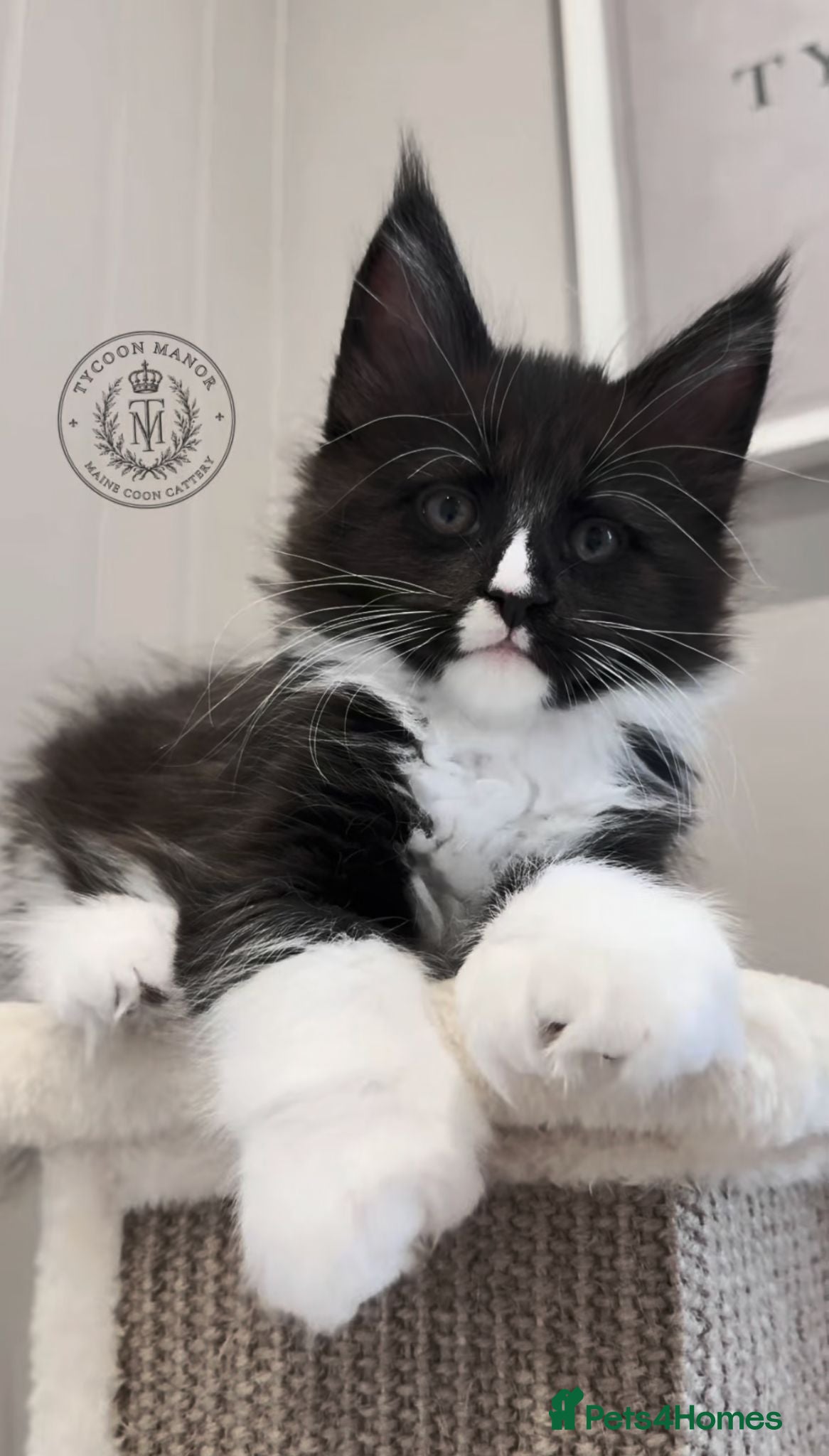 Maine Coon cats Exceptional TICA Polydactyl Maine Coon Sisters - Advert 2