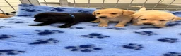 Labrador Retriever dogs for sale: ✨ 9 STUNNING KC REGISTERED LABRADOR PUPPIES! ✨ - Advert 16