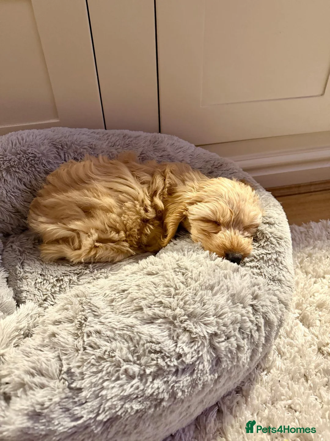 Cockapoo dogs for stud: F1b Red Proven Cockapoo DNA Tested F/F for Stud  in Coventry - Advert 18