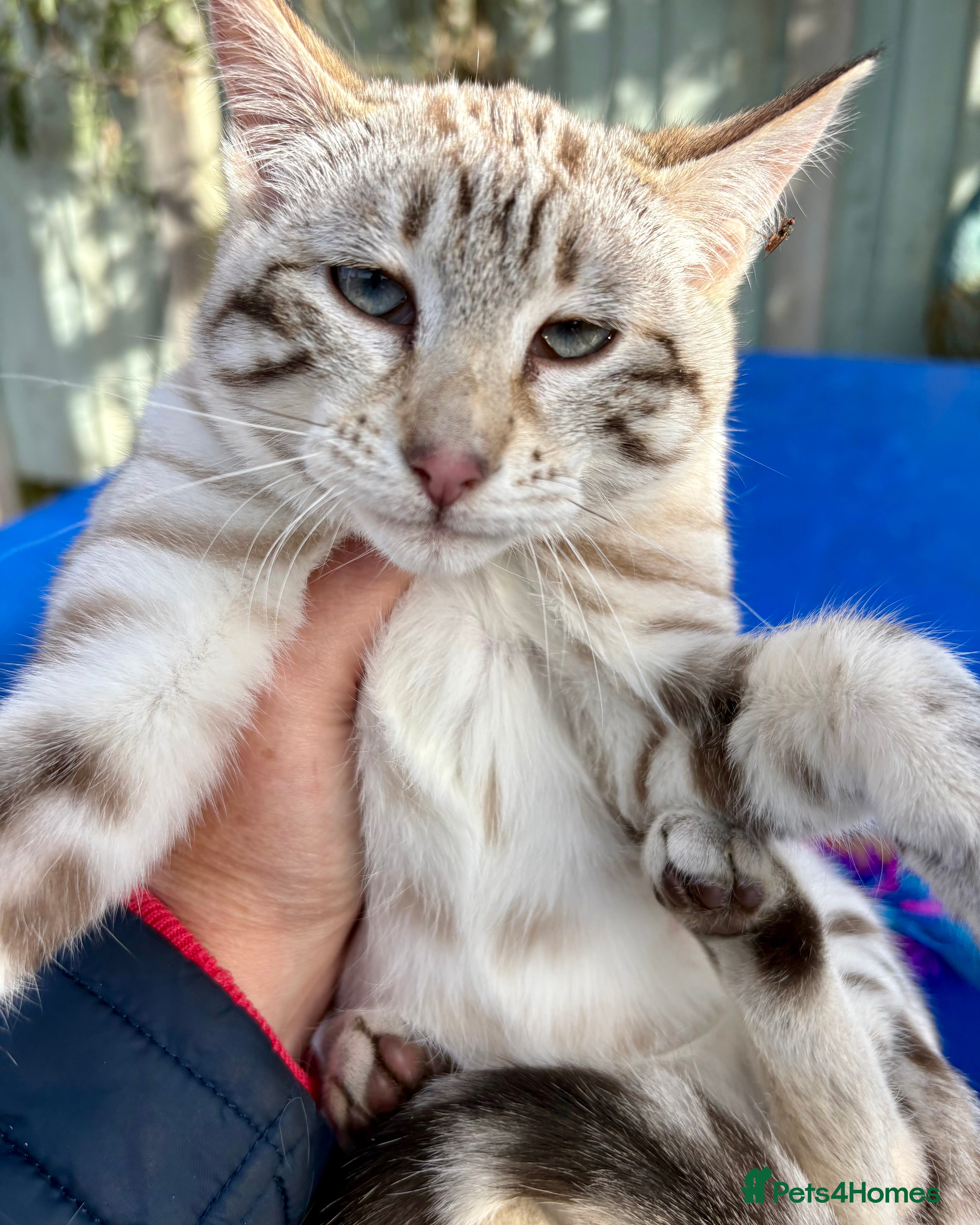 Keetso cats Superb snow leopard girl  - Advert 1