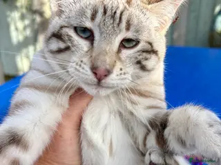 Keetso cats Superb snow leopard girl - Advert 1