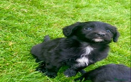 Mixed Breed dogs for sale: Gorgeous Borderlier pups - Advert 2