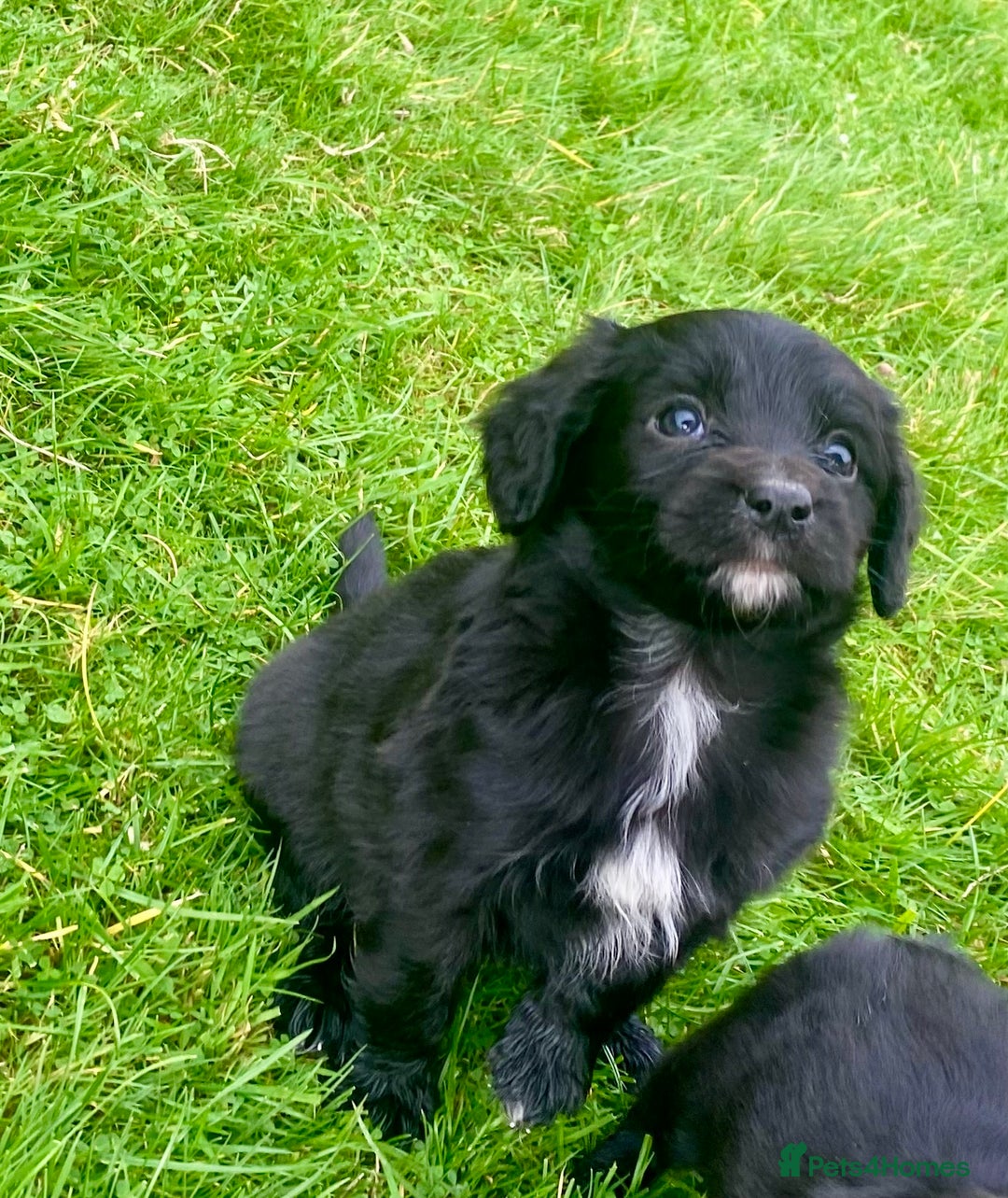 Mixed Breed dogs for sale: Gorgeous Borderlier pups - Advert 2