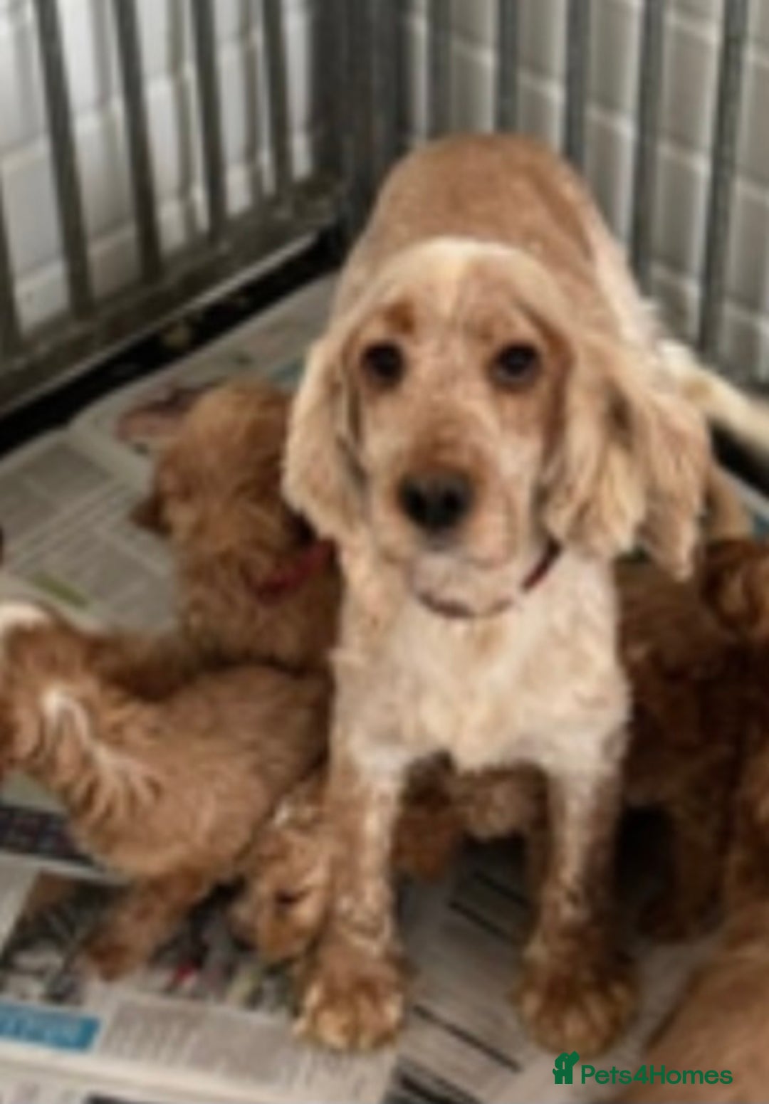 Cockapoo dogs for sale: QUALITY SMALL COCKERPOOS. - Image 19