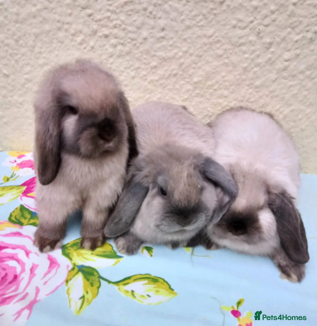 Mini Lop rabbits for sale: Pedigree Mini Lops - Advert 23