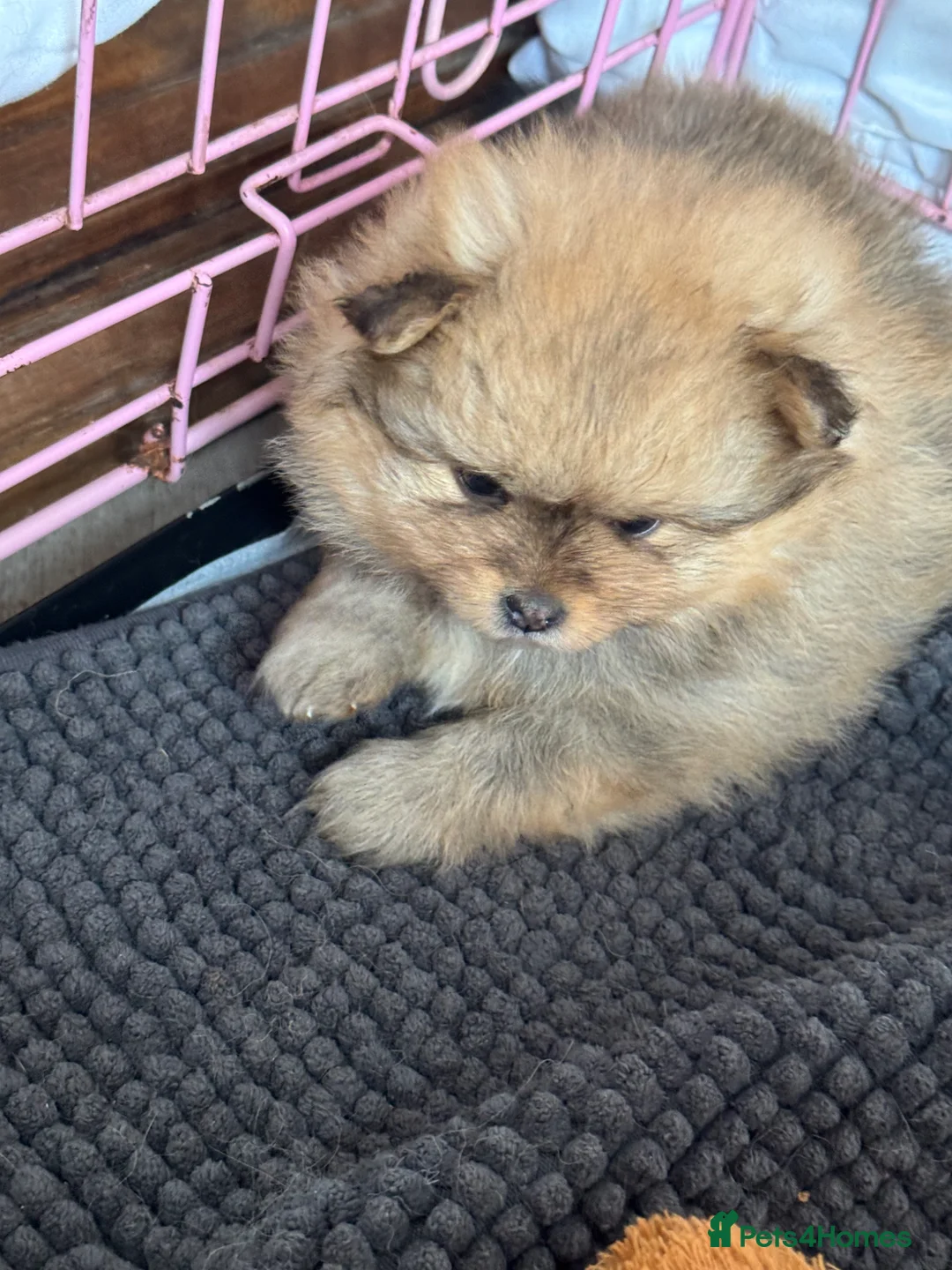 Pomeranian dogs for sale: Pomeranian (Teddy Bear)  - Advert 2