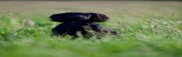 Cocker Spaniel dogs for sale: KC Health Tested Working Cocker Spaniel Puppies - Advert 7