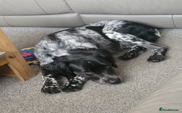 Brittany Spaniel dogs for sale: Brittany Spaniel 8 months old - Advert 3