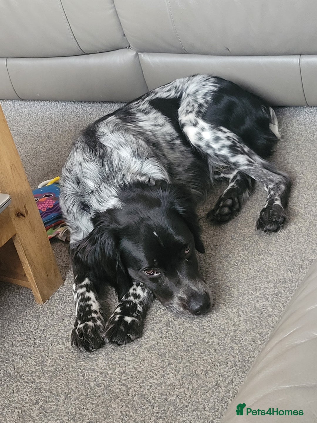 Brittany Spaniel dogs for sale: Brittany Spaniel 8 months old - Advert 3