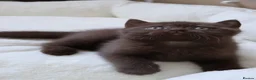 British Shorthair cats for sale: Chocolate Champion bloodline BSH - Advert 13