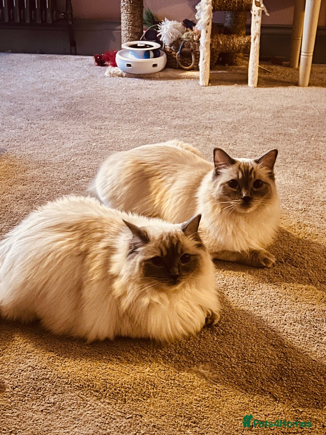 Ragdoll cats for sale: Looking for a 5 star home for my two ragdolls - Image 6