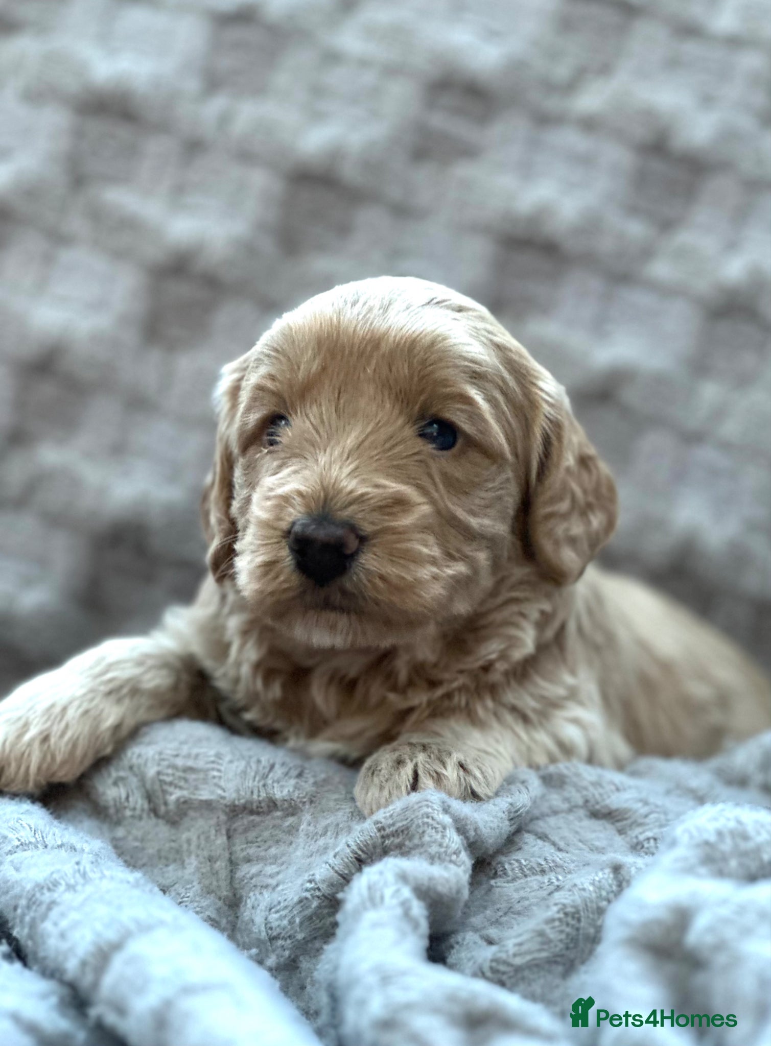 Cockapoo dogs Beautiful F1 Cockapoo, Champagne & Apricot  - Advert 1