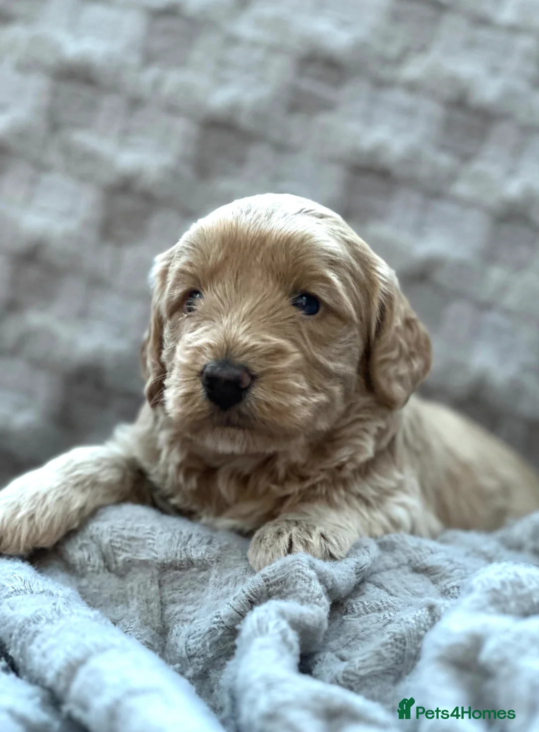 Cockapoo dogs for sale: Beautiful F1 Cockapoo, Champagne & Apricot  in Canterbury - Advert 1