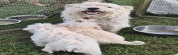 Westiepoo dogs for sale: Westie poo puppies in Gravesend - Advert 8