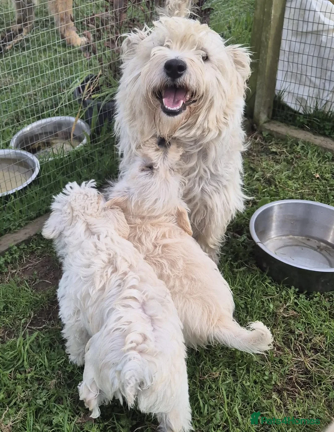Westiepoo dogs for sale: Westie poo puppies in Gravesend - Advert 8