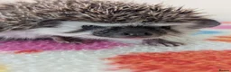 Pygmy Hedgehog rodents for sale: Stunning Hoglets Ready Now and to Reserve  in Romney Marsh - Advert 15