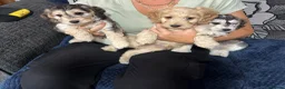 Cockapoo dogs for sale: Only one f1 miniature cockapoo boy left.😍 - Advert 7