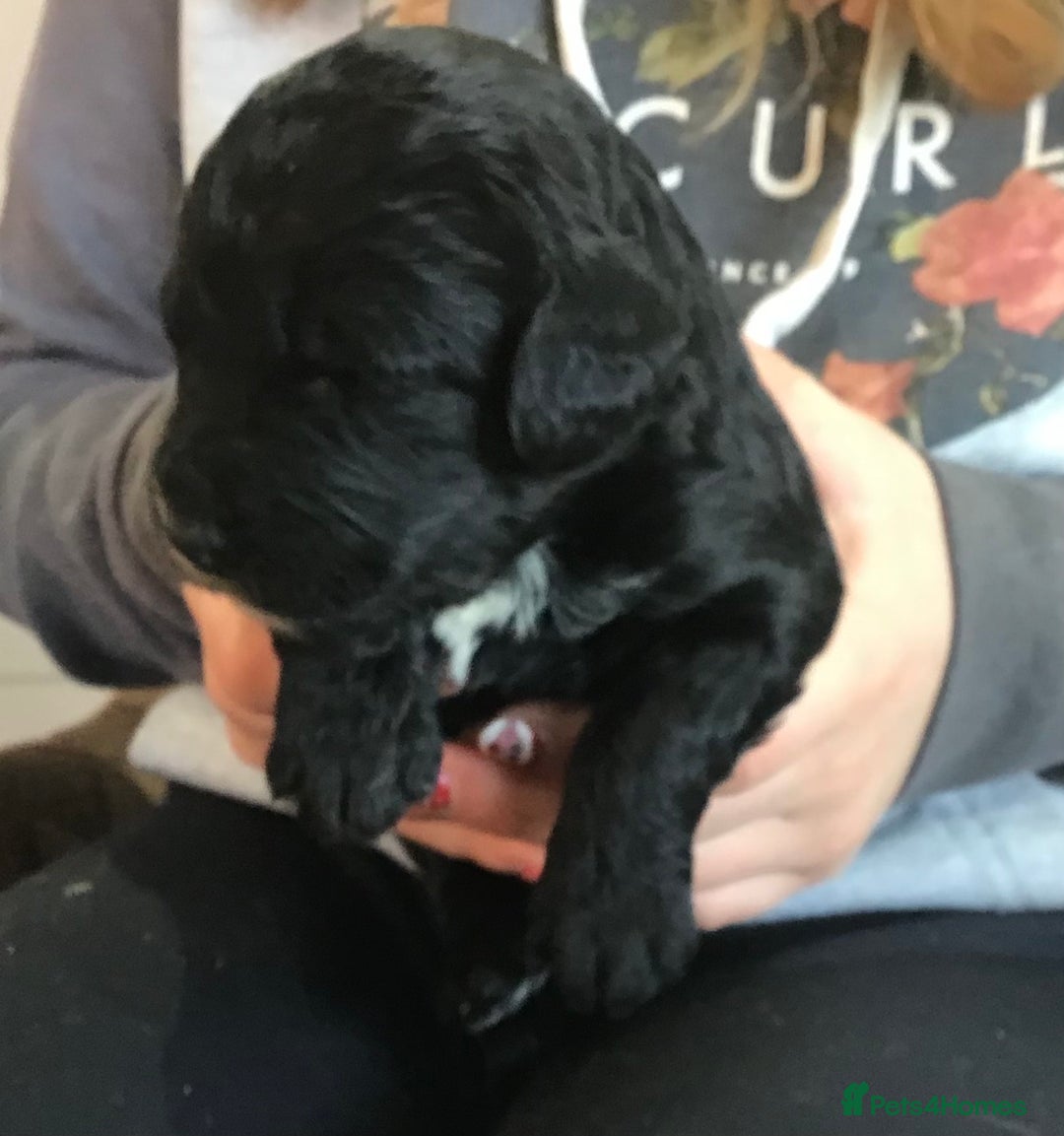 Bernedoodle dogs for sale: EXCEPTIONAL MINI BERNADOODLE PUPS. - Advert 13