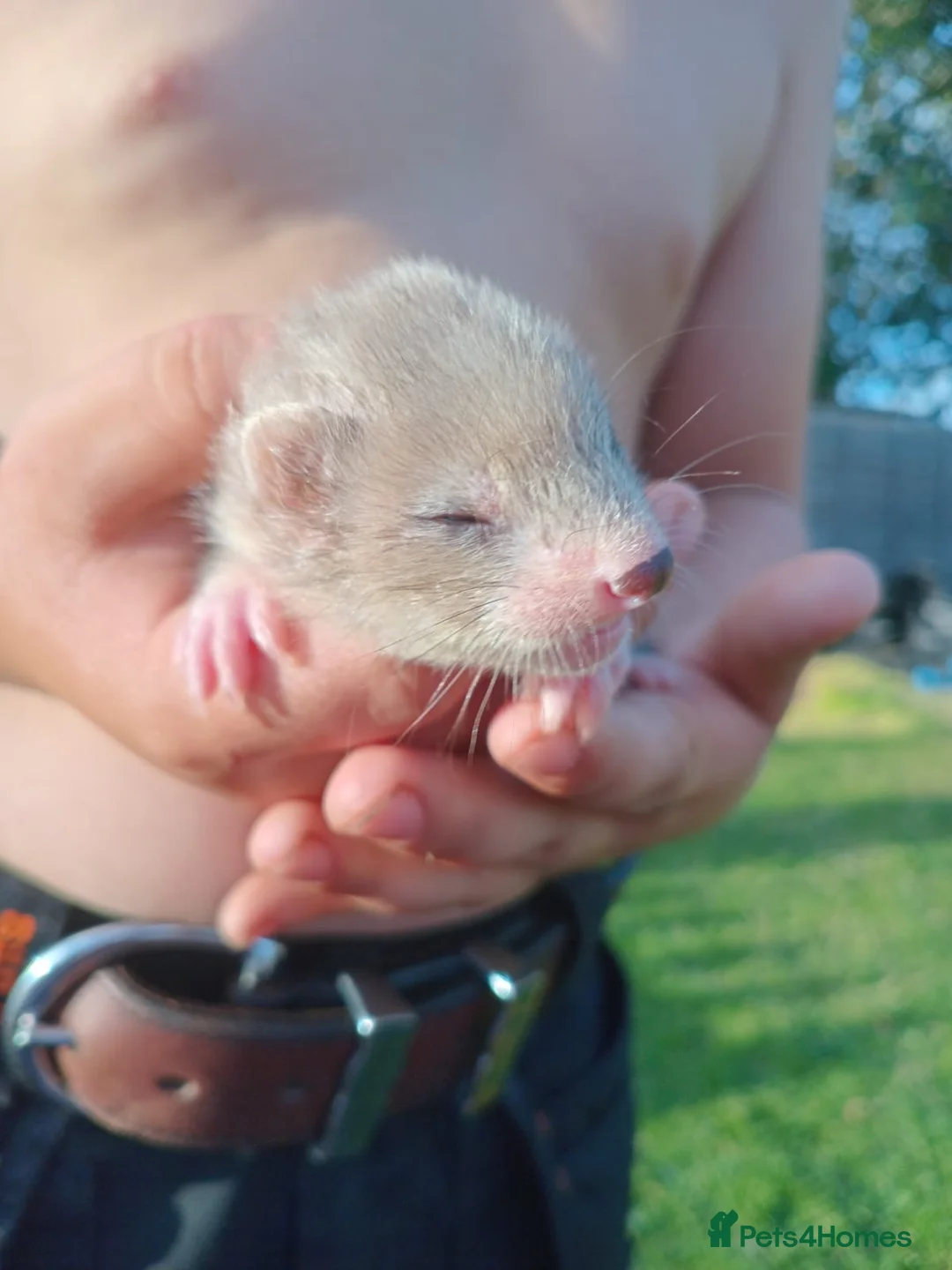 Ferret rodents for sale: Baby hob ferrets in Whitchurch - Advert 6