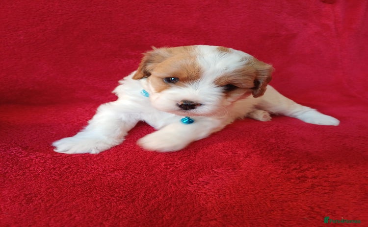 Cavapoo dogs F2 Cavapoo, Dog breeding license - Advert 1