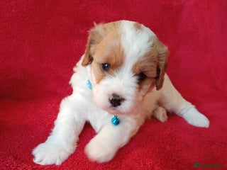 Cavapoo dogs F2 Cavapoo, Dog breeding license - Advert 8