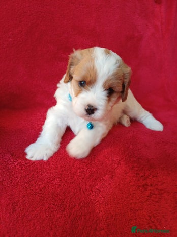 Cavapoo dogs F2 Cavapoo, Dog breeding license - Advert 1