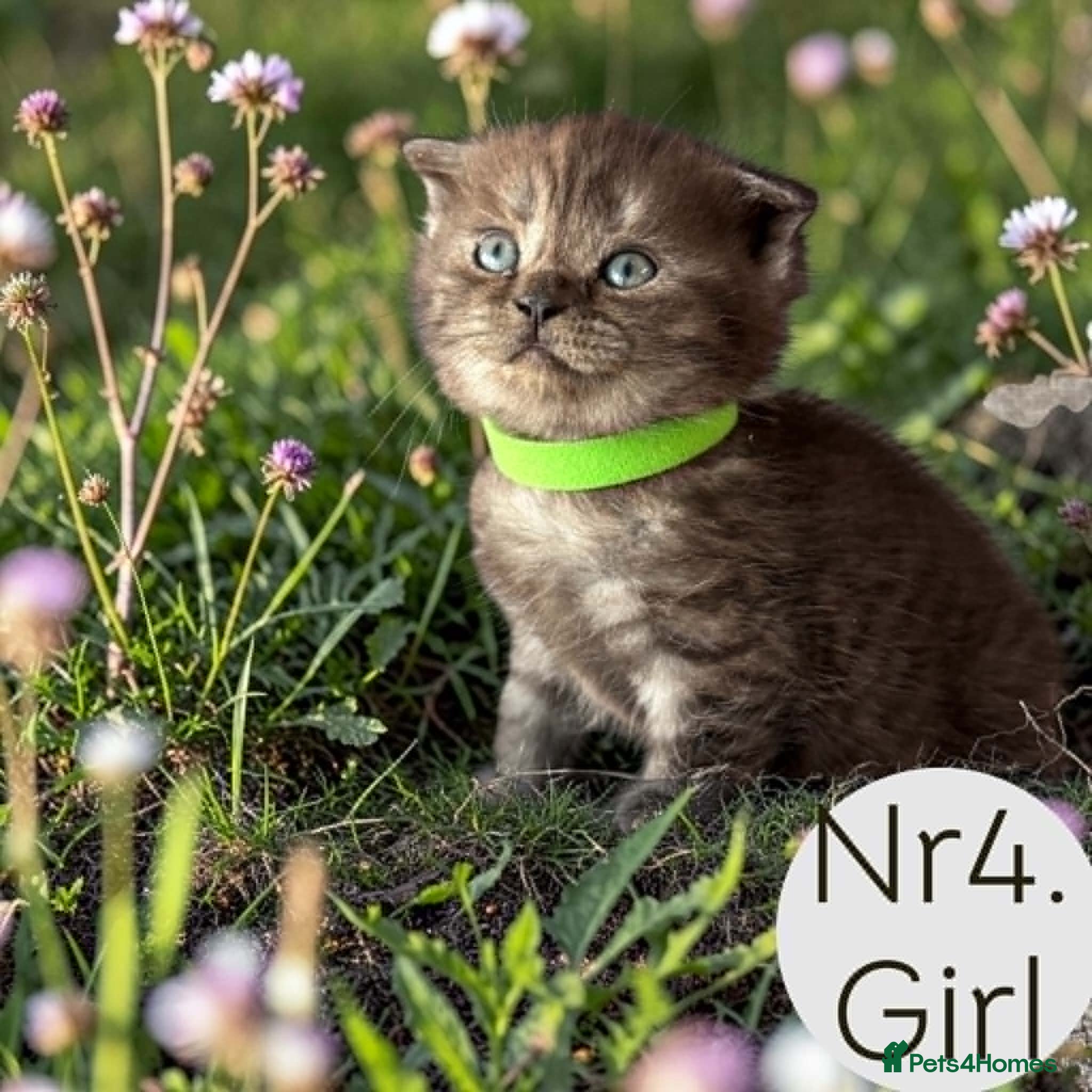 Scottish Fold cats for sale: 6 Pedigree Scottish Fold and Straight Kittens - Advert 19