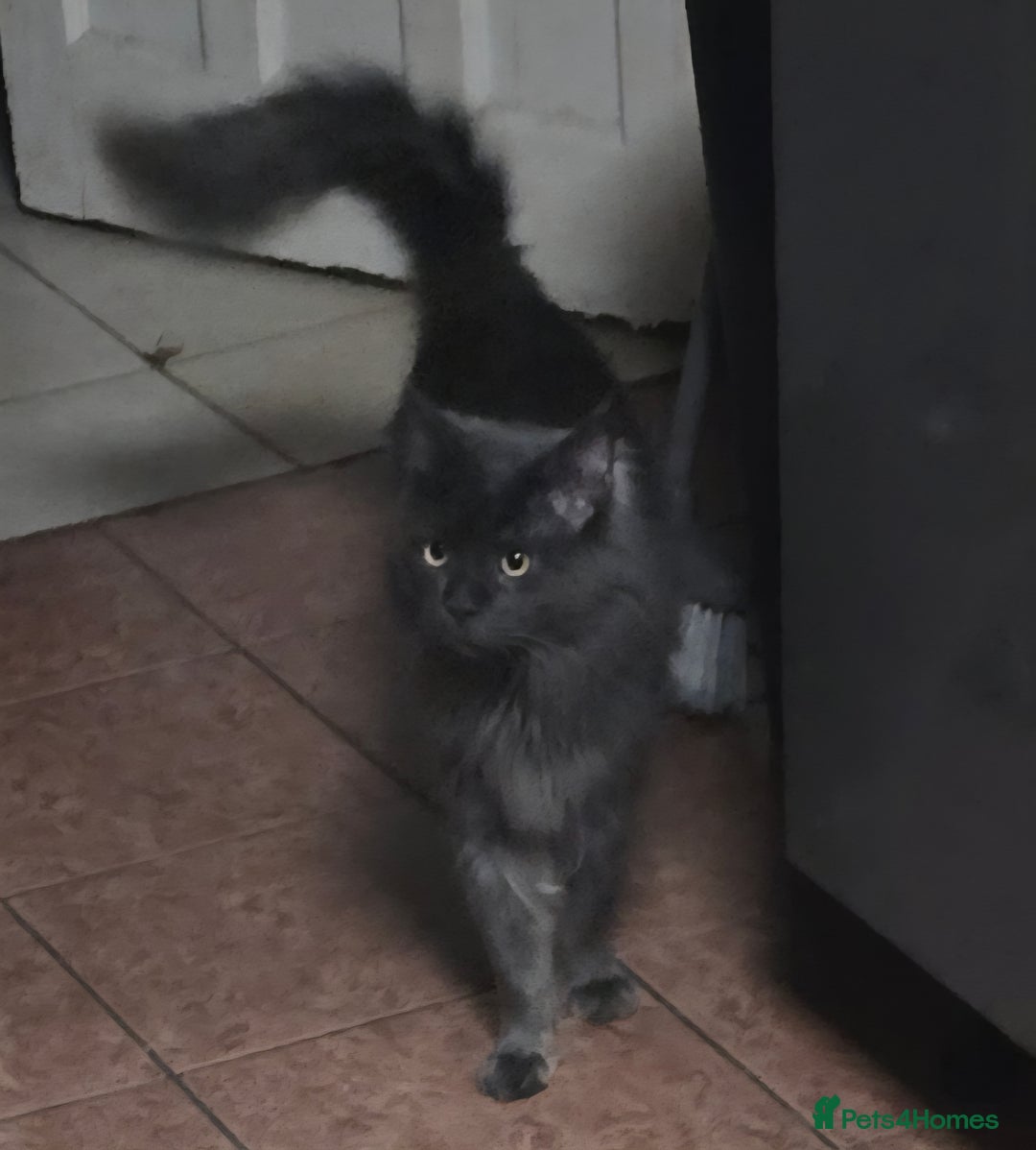 Maine Coon cats for sale: Giant maine coon kittens for sale  - Advert 18