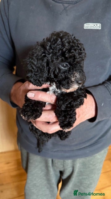 Toy Poodle dogs Gorgeous Toy poodle pups, 1 boy 2 girls - Advert 3