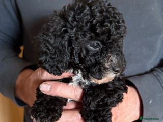 Toy Poodle dogs Gorgeous Toy poodle pups, 1 boy 2 girls - Advert 19