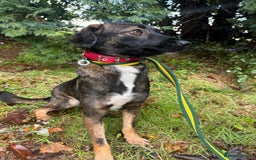 Mixed Breed dogs for adoption: Bubbles - Norwich Norfolk  - Advert 6