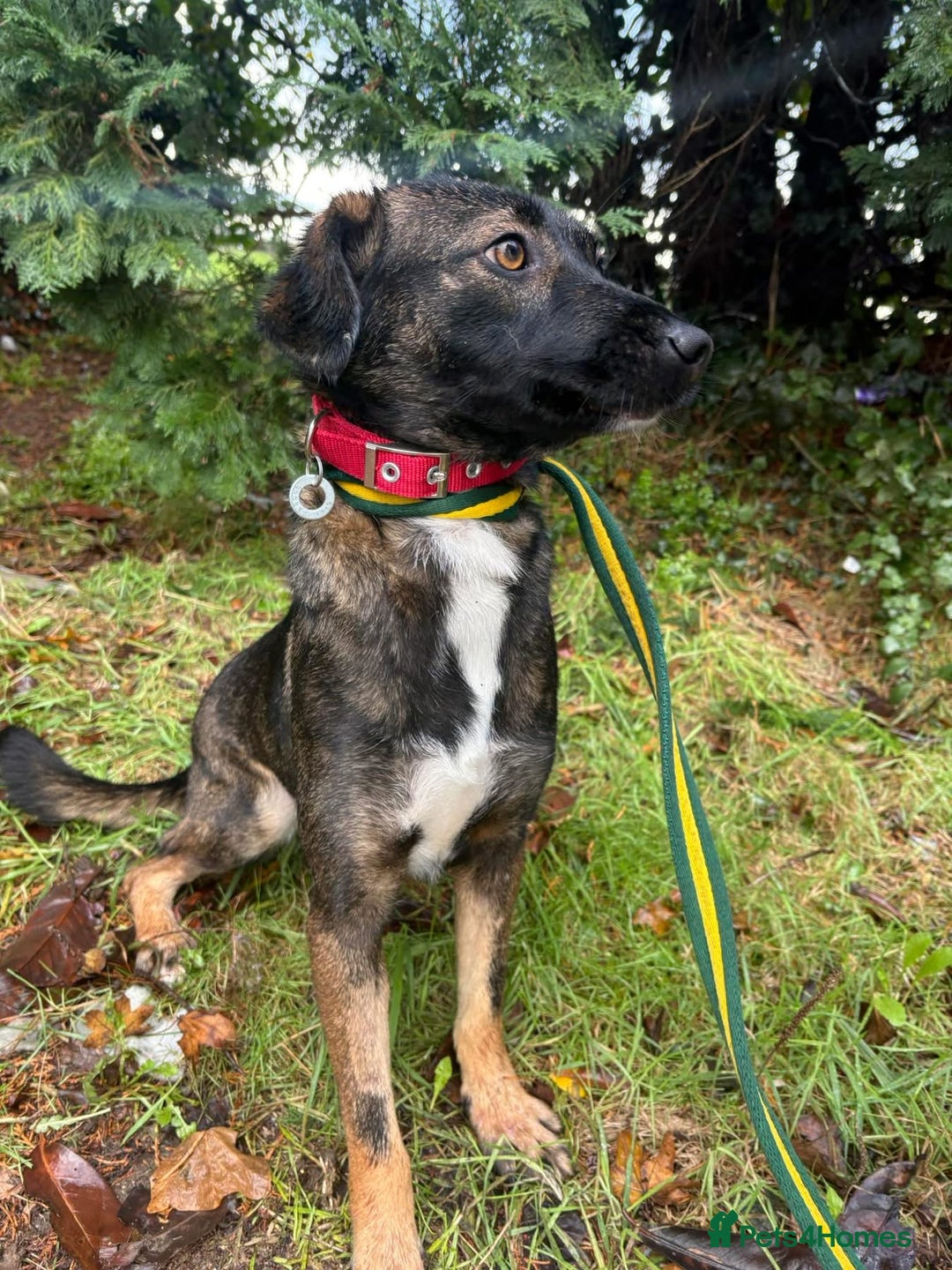 Mixed Breed dogs for adoption: Bubbles - Norwich Norfolk  - Advert 6