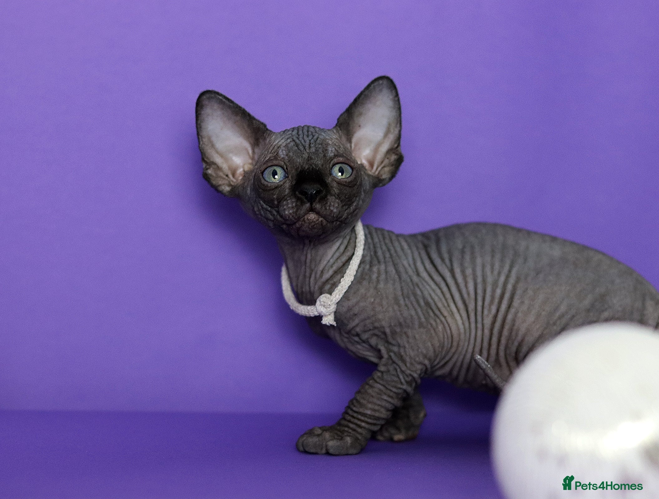 Sphynx cats Sphynx Black Solid Girls  - Advert 9