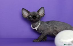 Sphynx cats for sale: Sphynx Black Solid Girls  - Advert 21