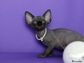 Sphynx cats Sphynx Black Solid Girls - Advert 3