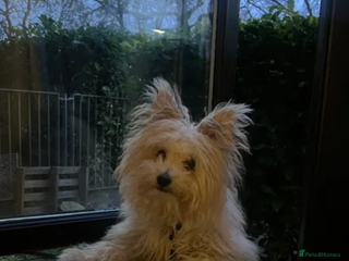 Pomapoo dogs Yuki 1 year old Pomapoo - Advert 12