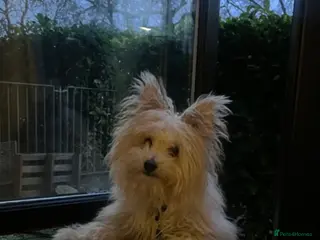 Pomapoo dogs Yuki 1 year old Pomapoo - Advert 13