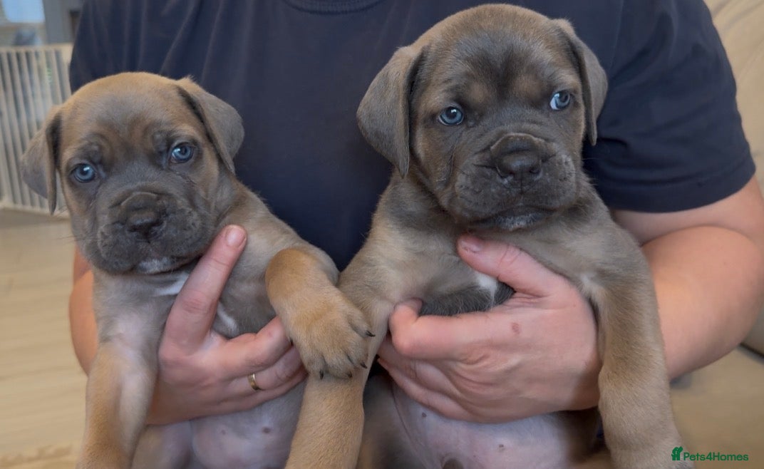 Cane Corso dogs ICF/ICCF Champion 6th GENERATION Cane Corso pups - Advert 1