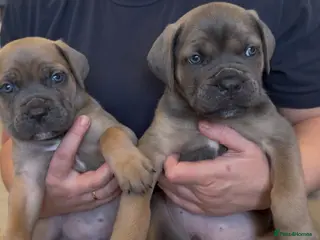 Cane Corso dogs ICF/ICCF Champion 6th GENERATION Cane Corso pups - Advert 1