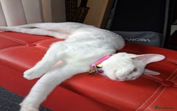Khao Manee cats for sale: Khao Manee Diamond Eye cat White all over - Image 4