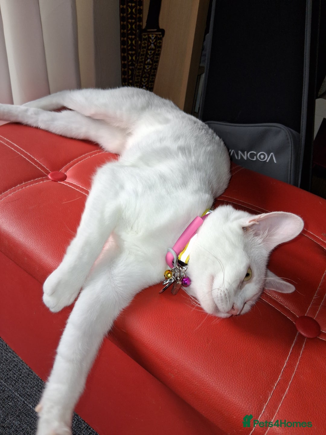Khao Manee cats for sale: Khao Manee Diamond Eye cat White all over - Image 4
