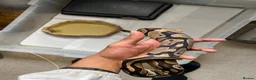 Python Snake reptiles for sale: 3 Ball Pythons for Sale in Rugeley - Advert 3